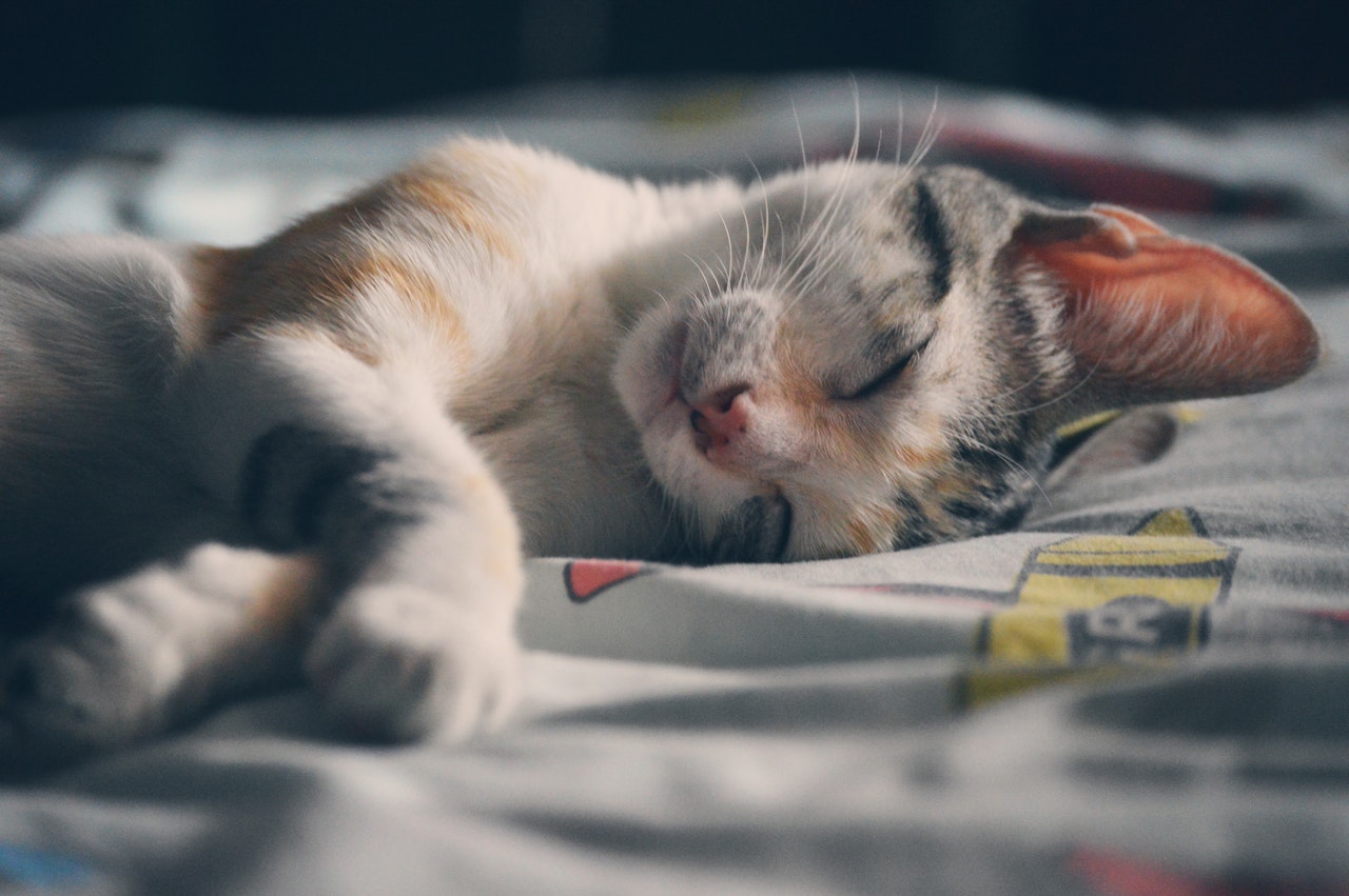  Koťata spí mnohem déle než dospělé kočky. Koťata spí až 18 hodin denně.